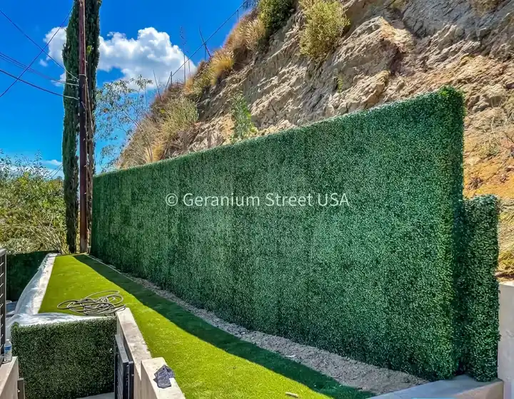 Backyard privacy hedge in Brentwood