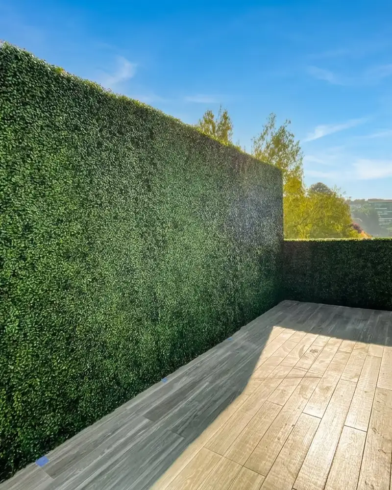 Brentwood privacy hedge